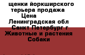 щенки йоркширского терьера продажа. › Цена ­ 12 000 - Ленинградская обл., Санкт-Петербург г. Животные и растения » Собаки   